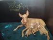 F vrh - litter El Negma - 24-04-16