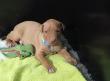 F vrh - litter El Negma - 24-04-22