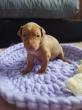 F vrh - litter El Negma - 24-04-23