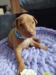F vrh - litter El Negma - 24-04-23