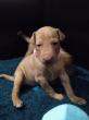 F vrh - litter El Negma - 24-04-23