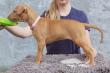 F vrh - litter El Negma - 24-05-14 6weeks