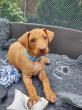 F vrh - litter El Negma - 24-05-18 6,5 weeks