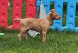 F vrh - litter El Negma - 24-05-18 6,5 weeks