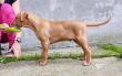 F vrh - litter El Negma - 24-05-23 7weeks