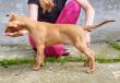F vrh - litter El Negma - 24-05-23 7weeks