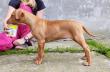 F vrh - litter El Negma - 24-05-23 7weeks
