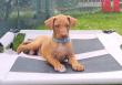 F vrh - litter El Negma - 24-05-20