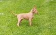 F vrh - litter El Negma - 24-05-26 Ria