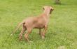 F vrh - litter El Negma - 24-05-26 Franco