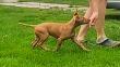 F vrh - litter El Negma - 24-05-26 Ria