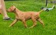 F vrh - litter El Negma - 24-05-26 Jezzi