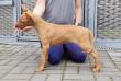 F vrh - litter El Negma - 24-05-29 Ria 8 weeks