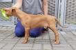 F vrh - litter El Negma - 24-05-29 Jezzi 8 weeks