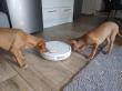 F vrh - litter El Negma - 24-06-01 socialization