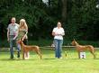 9.7.2011 Klubov vstava Klubu faraonskch ps Koln (CZ)