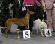 8.3.2008 CACIB Graz, Rakousko