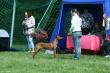 5.6.2010 Finnish Pharaoh hound club show 2010