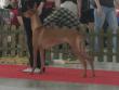 6.6.2010 CACIB Nitra