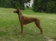 3.7.2010 Central EuroSighthounds-2010 Topolianky