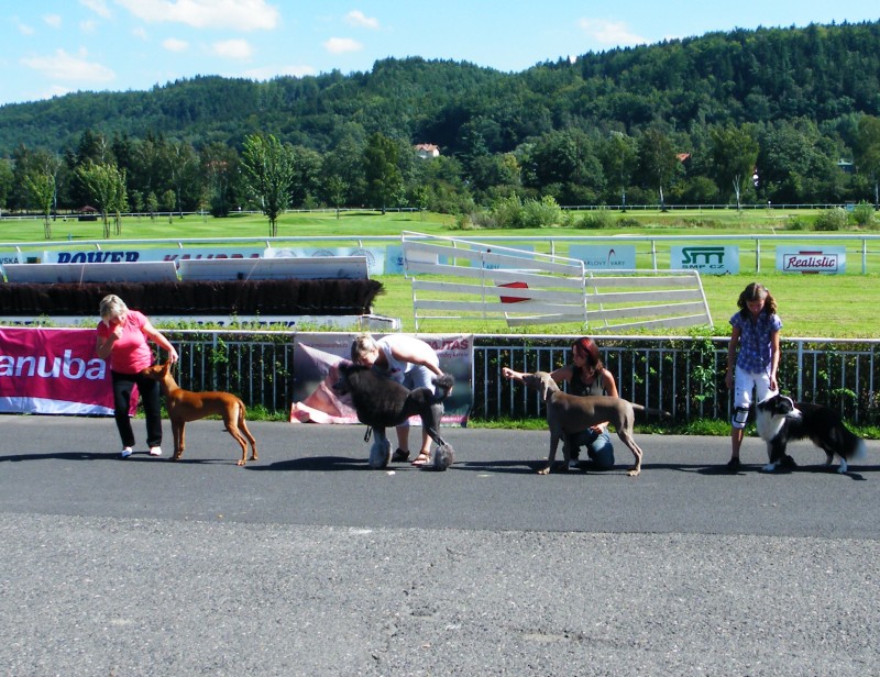 26.8.2010 Výsledky štěňátek