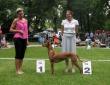 19.8.2011 Slovakian Sighthound clu show