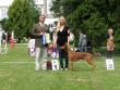 11.8.2012 Centra-Eastern Eurosighthounds Topolianky (SK)