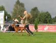 8.9.2012 Eurosighthounds Poland