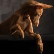 31.5.2013 Anubis