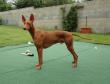 25.8.2013 Bolt 