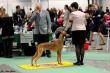 15.3.2014 Swedish Sighthound Club show