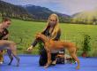 10.1.2016 National dog show Brno