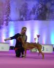 16.-17.1.2016 2x CACIB Nitra