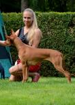 13.8.2016 Sighthound specialty Mojmrovce, Slovakia