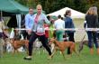 18.9.2016 Central european sighthound show Schloss Grafenegg, Austria