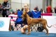 8.11.2017 World dog show Liepzig, DE