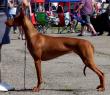15.4.2018 Mika - CACIB Tallin, Estonsko