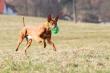 18.2.2024 Lure coursing training Lichnov