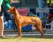 4.8.2024 Sighthound club show Mojmrovce, SK