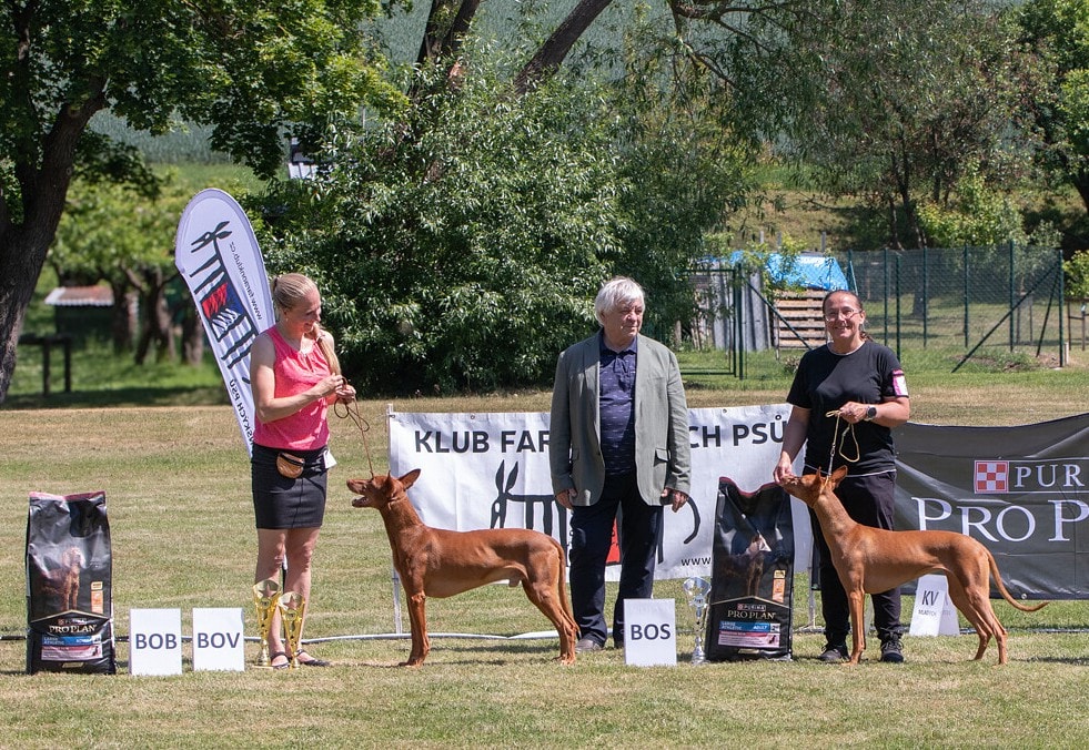 31.5.2025 Klubová výstava faraonských psů, Rybníček