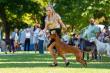 9.-10.8.2025 Sighthound shows Mojmrovce, SK